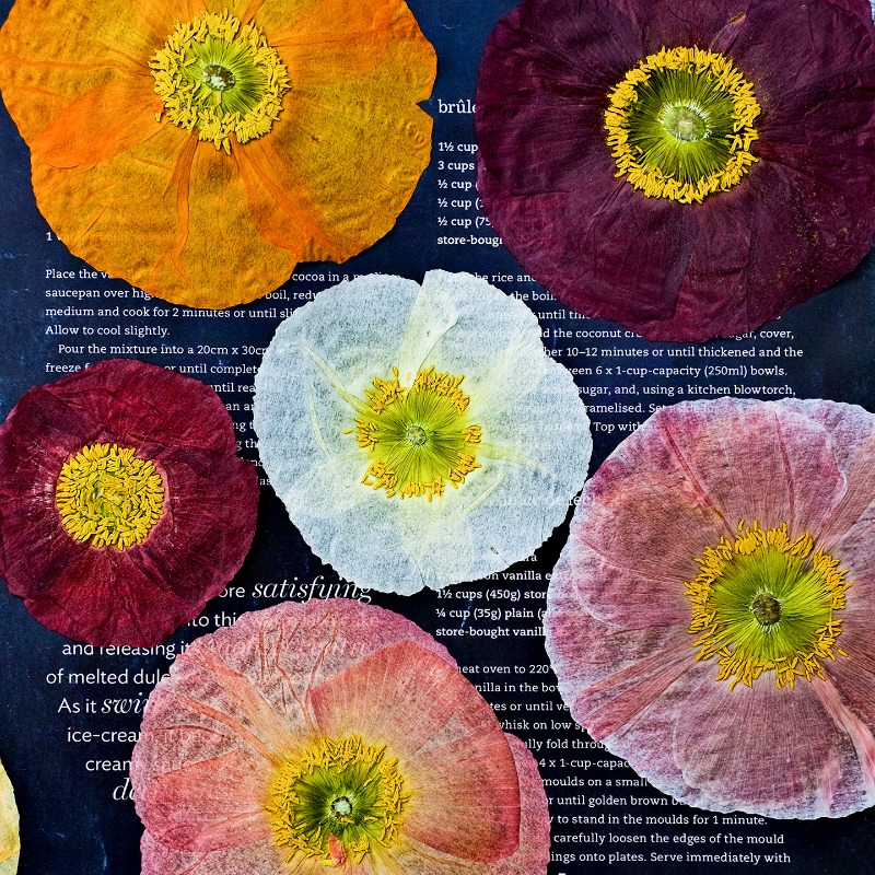 1개, 자연산 양귀비 압화 DIY 레진 몰드 스크랩북  - Art And Craft Photos 리뷰 및 가격